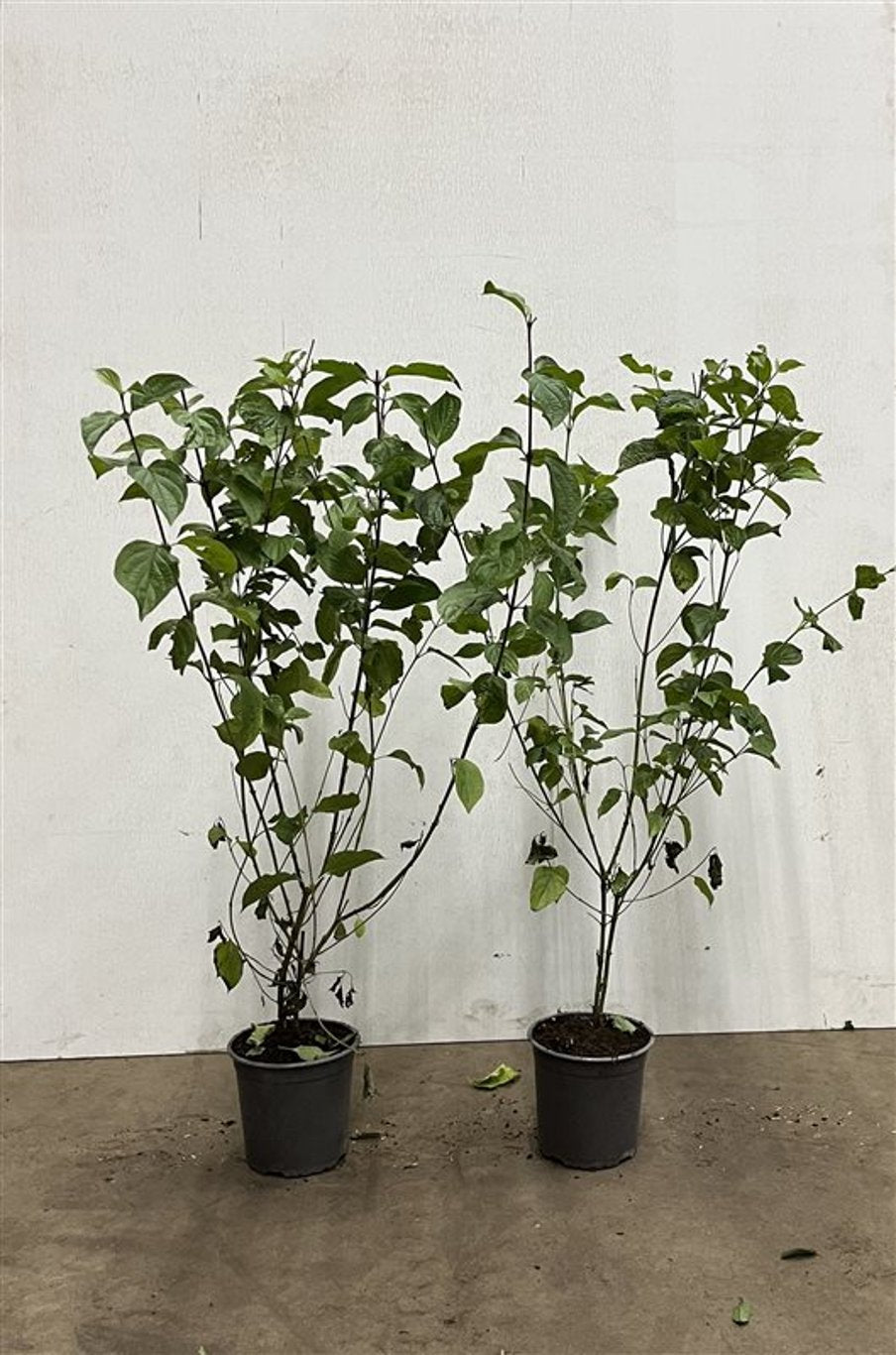 Cornus sanguinea - C2.5 60-80 CM